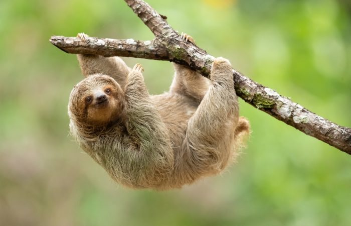 The,Brown-throated,Sloth,(bradypus,Variegatus),Is,A,Species,Of,Three-toed